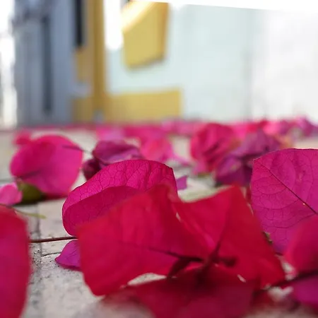 אורחן Aduar מארבלה